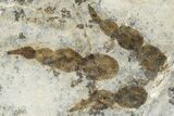 Plate of Dinosaur (Grallator) Tracks - Positive & Negative #366862-3